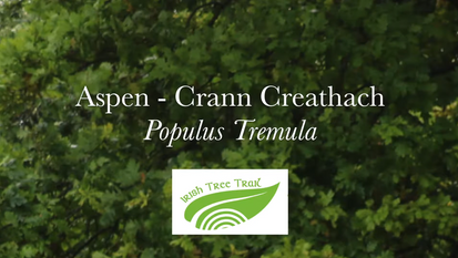 Aspen - Crann creathach (Populus tremula)